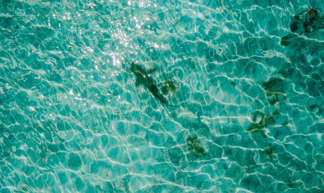 Ηράκλειο: Καρχαριάκι βγήκε σε παραλία