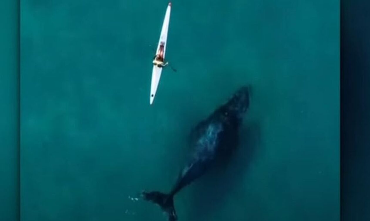 Αυστραλία: Φάλαινα ακολουθεί πιστά ένα καγιάκ - Το εντυπωσιακό βίντεο με το «κυνηγητό»