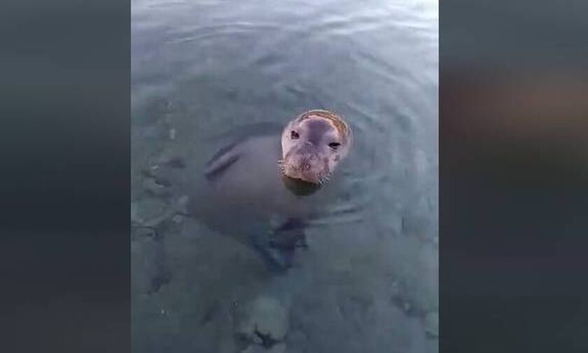 Απίστευτο βίντεο: Μικρή φώκια παίζει με κολυμβητή στην Αλόννησο