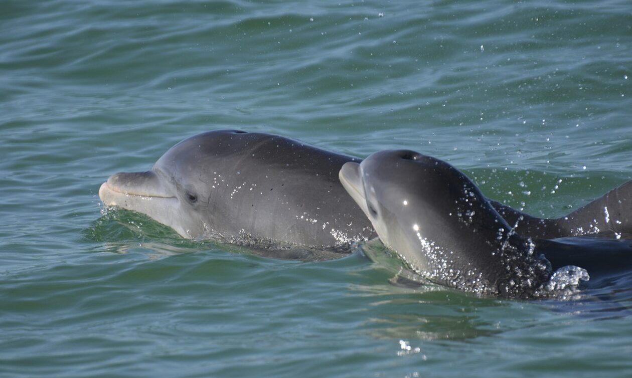 Έρευνα: Τα δελφίνια «μιλάνε μωρουδίστικα» στα μικρά τους - Γιατί αλλάζουν το σφύριγμά τους