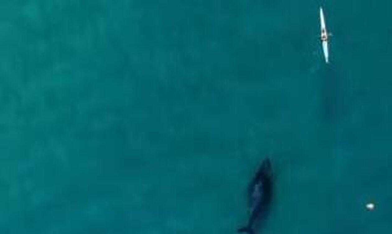 Αυστραλία: Φάλαινα κάνει βόλτες με έναν αθλητή καγιάκ - Βίντεο