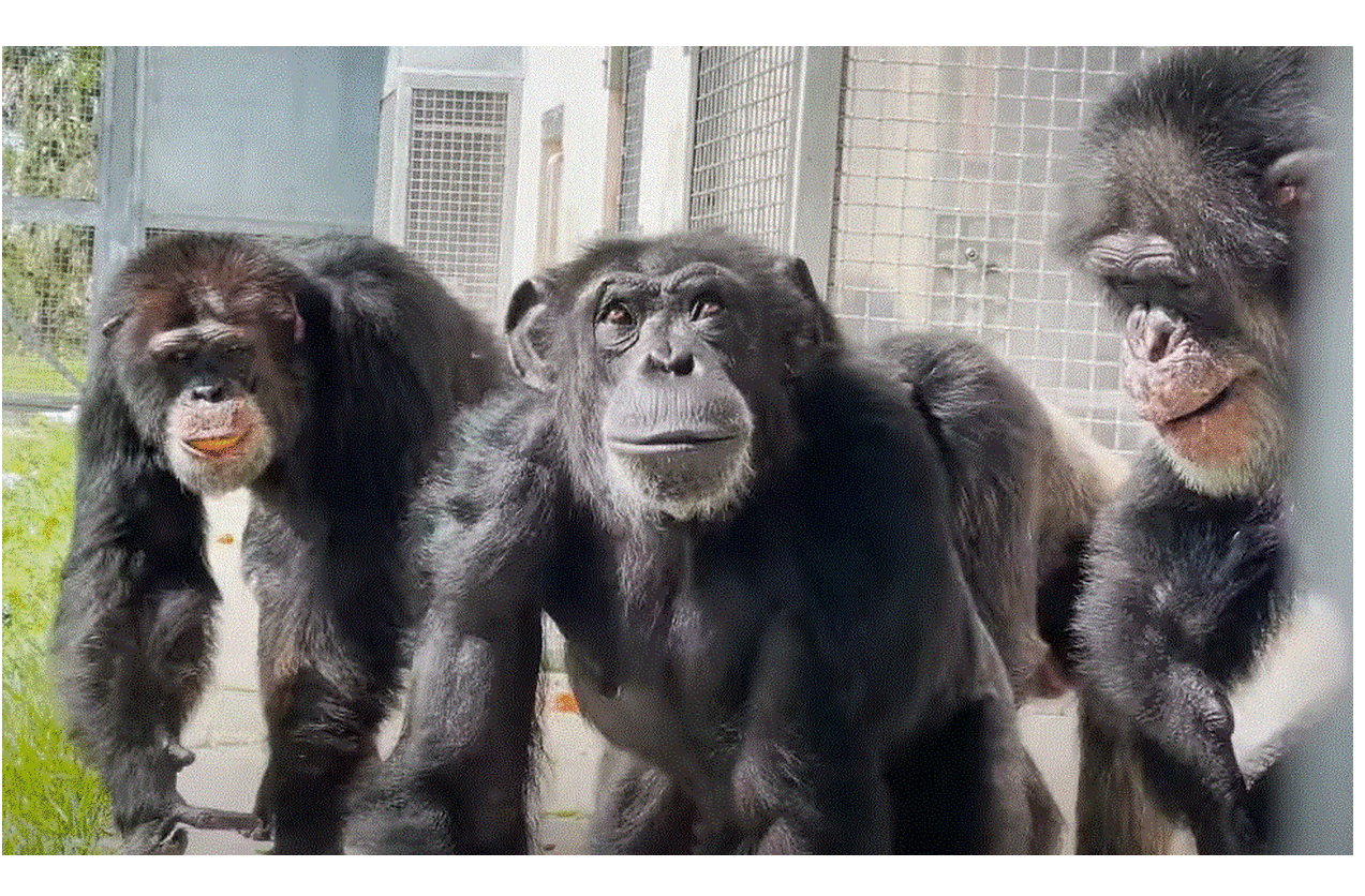 ΗΠΑ: Χιμπατζής που πέρασε όλη του τη ζωή σε κλουβί βλέπει ουρανό - Το συγκινητικό βίντεο