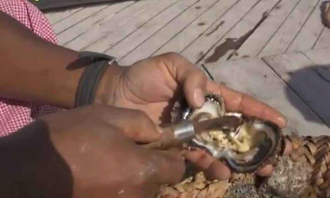 Εύβοια: Τα μυστικά της αλιείας των μαργαριταριών και η αξία τους