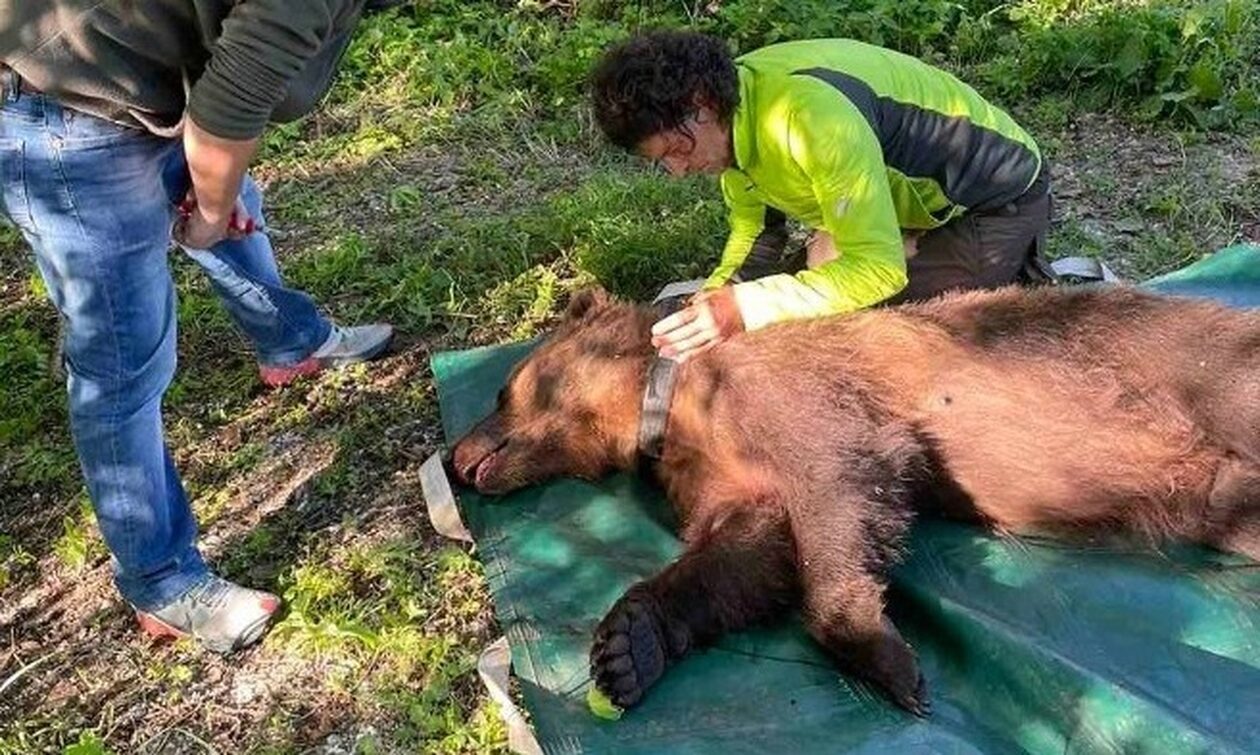 Φλώρινα: Αρκούδα... συνελήφθη να «κλέβει» κοτέτσια - Της άλλαξαν περιοχή