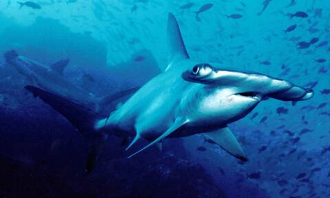 Απειλούνται με εξαφάνιση οι σφυροκέφαλοι καρχαρίες - Λαμβάνει άμεσα μέτρα η Κόστα Ρίκα