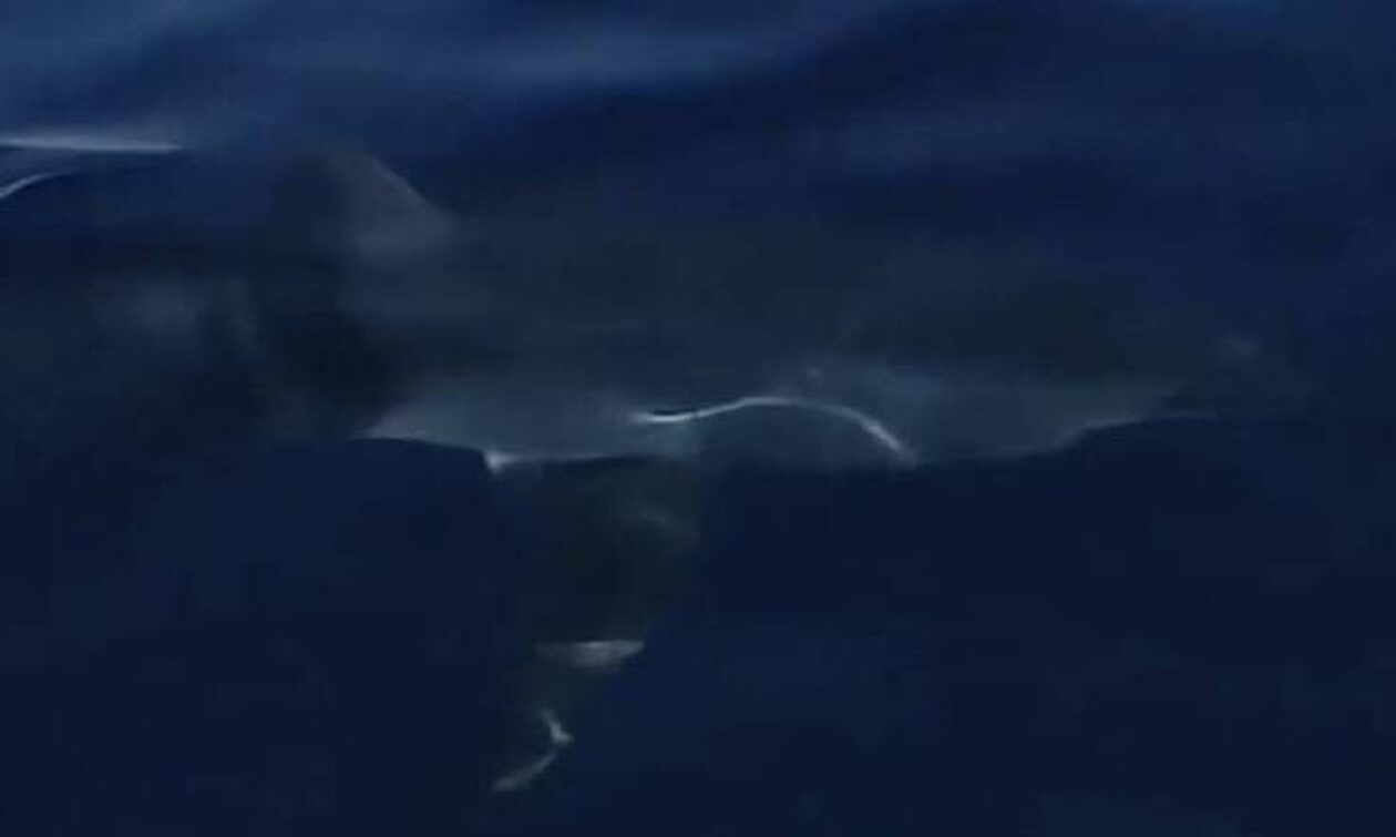 Σέριφος: Καρχαρίας αιφνιδίασε ψαράδες - Βίντεο