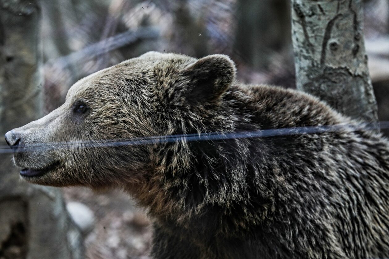 Πτολεμαΐδα: Μία αρκούδα «επισκέπτεται» τα περιβόλια του Δροσερού