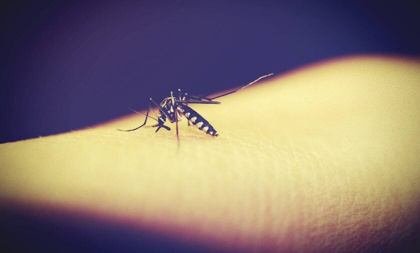 Έξαρση παρατηρείται φέτος στον αριθμό των κουνουπιών – Πώς εντοπίζεται η διασπορά τους
