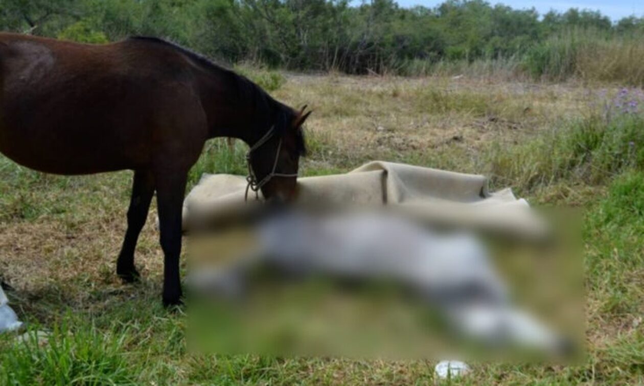 Βόλος: Άλογο πνίγηκε από το σχοινί που ήταν δεμένο – Συνελήφθη ο δράστης