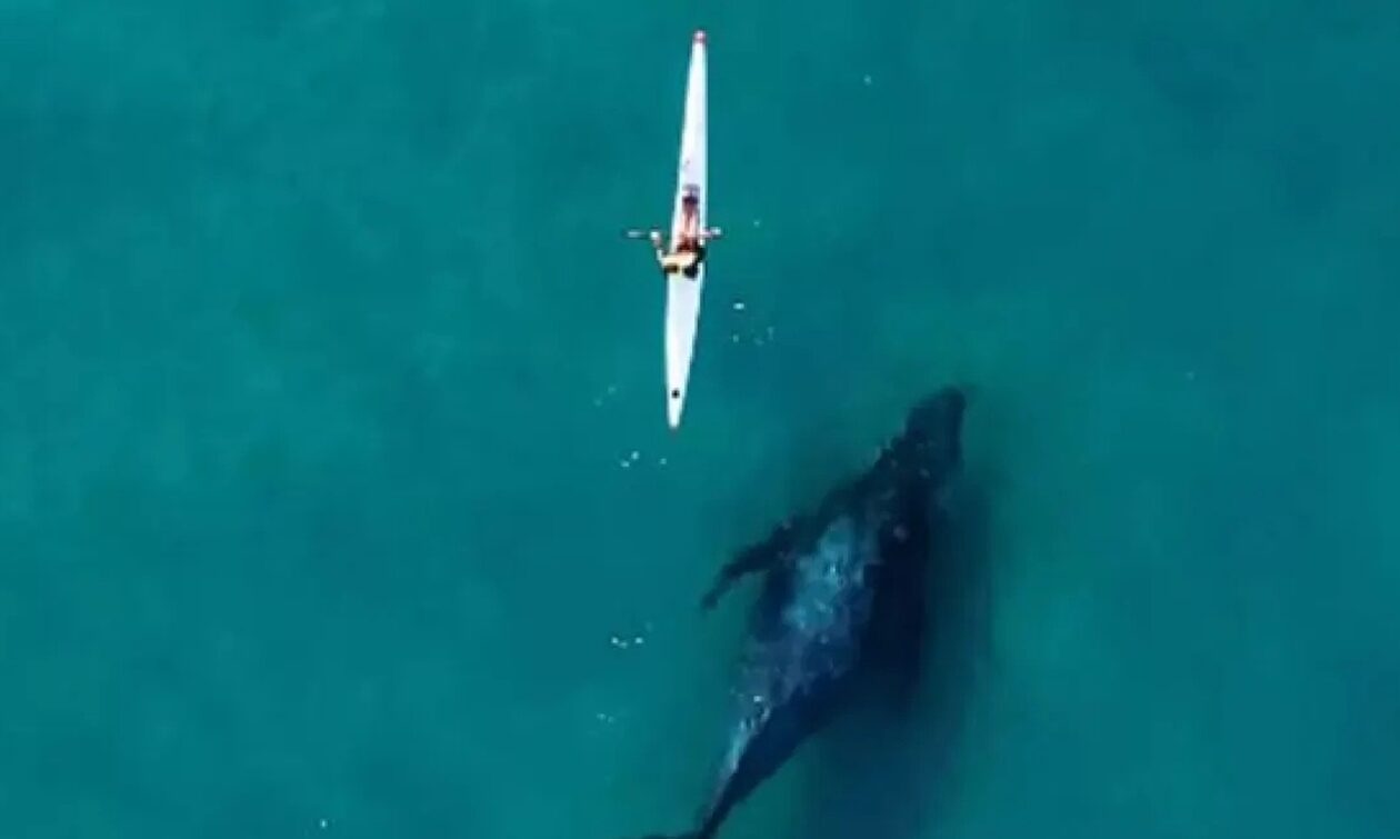 Αυστραλία: Πελώρια φάλαινα κολυμπά σε «απόσταση αναπνοής» από καγιάκ – Βίντεο