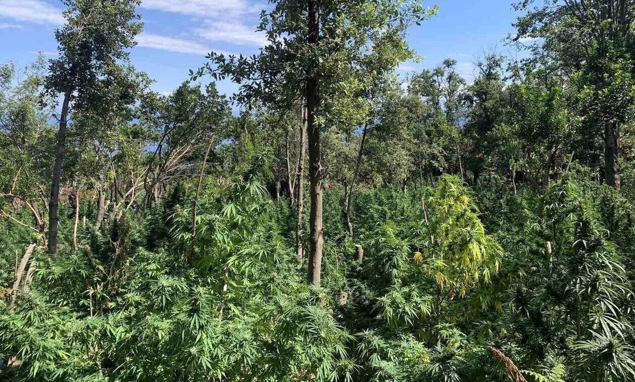 Μεσσηνία: Εντοπίστηκε «δάσος» κάνναβης - Καλλιεργούσαν 172 δενδρύλλια
