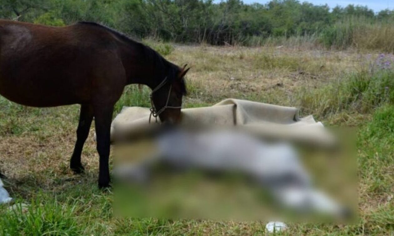 Βόλος: Έδεσε το άλογό του με σχοινί και αυτό βρέθηκε πνιγμένο – Συνελήφθη ο ιδιοκτήτης του