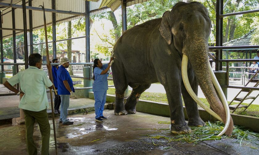 O ελέφαντας επέστρεψε στην Ταϊλάνδη