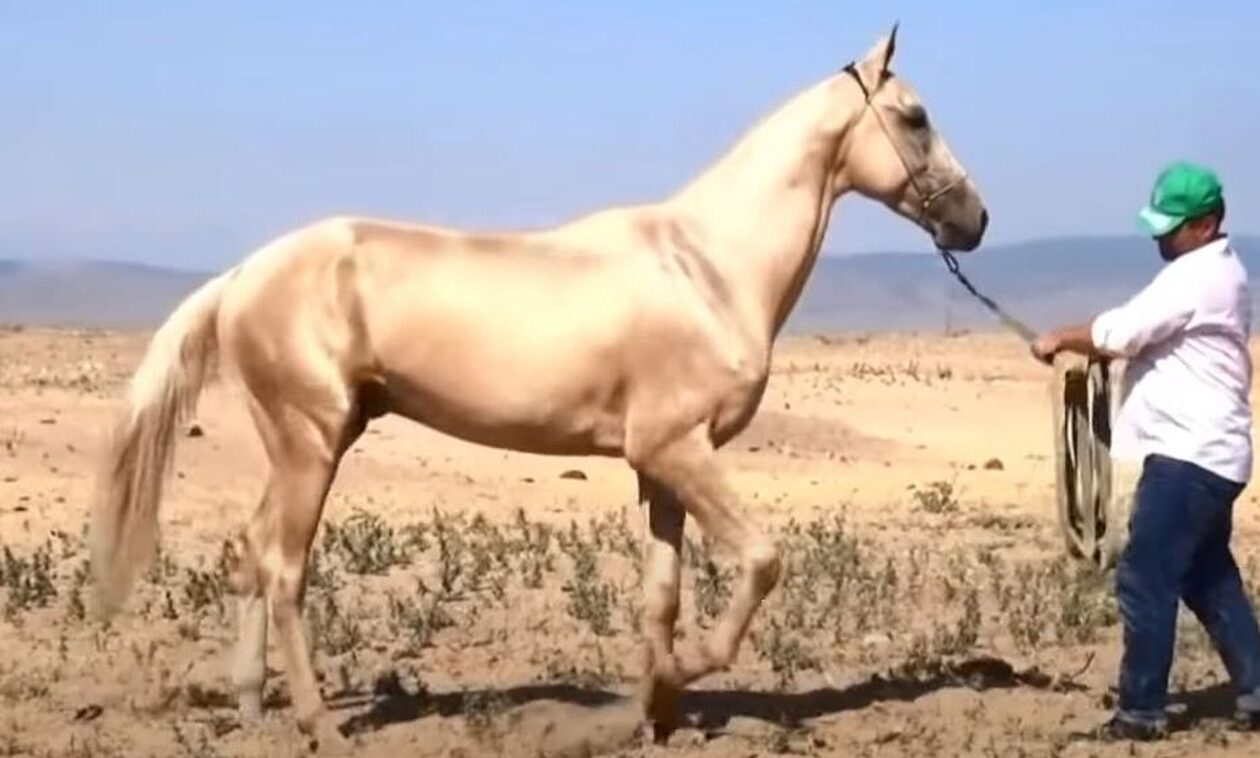 Τουρκμενιστάν: Το σπάνιο άλογο που θεωρείται το ωραιότερο στον κόσμο