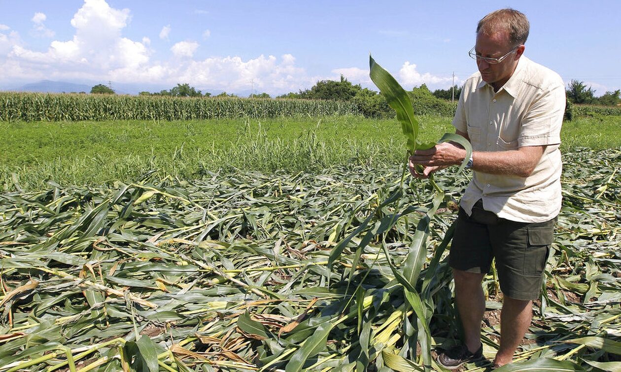 ΕΕ: Έρχονται «σούπερ καλλιέργειες» - Γενετικά μεταλλαγμένες σοδειές «στην πόρτα» μας