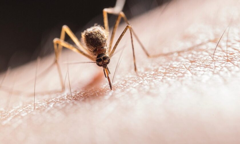 Ανησυχία στη Θεσσαλονίκη: Αυξάνονται ραγδαία τα «ακμαία κουνούπια»