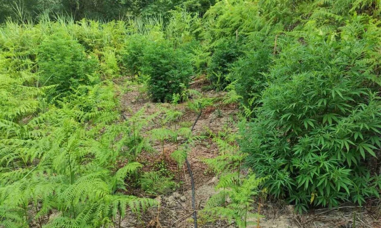 Ηλεία: Εντοπίστηκε μεγάλη φυτεία κάνναβης – Δύο συλλήψεις