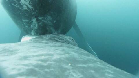 Σπάνιο βίντεο: Μεγάπτερη φάλαινα θηλάζει το μωρό της στα βάθη του Ειρηνικού