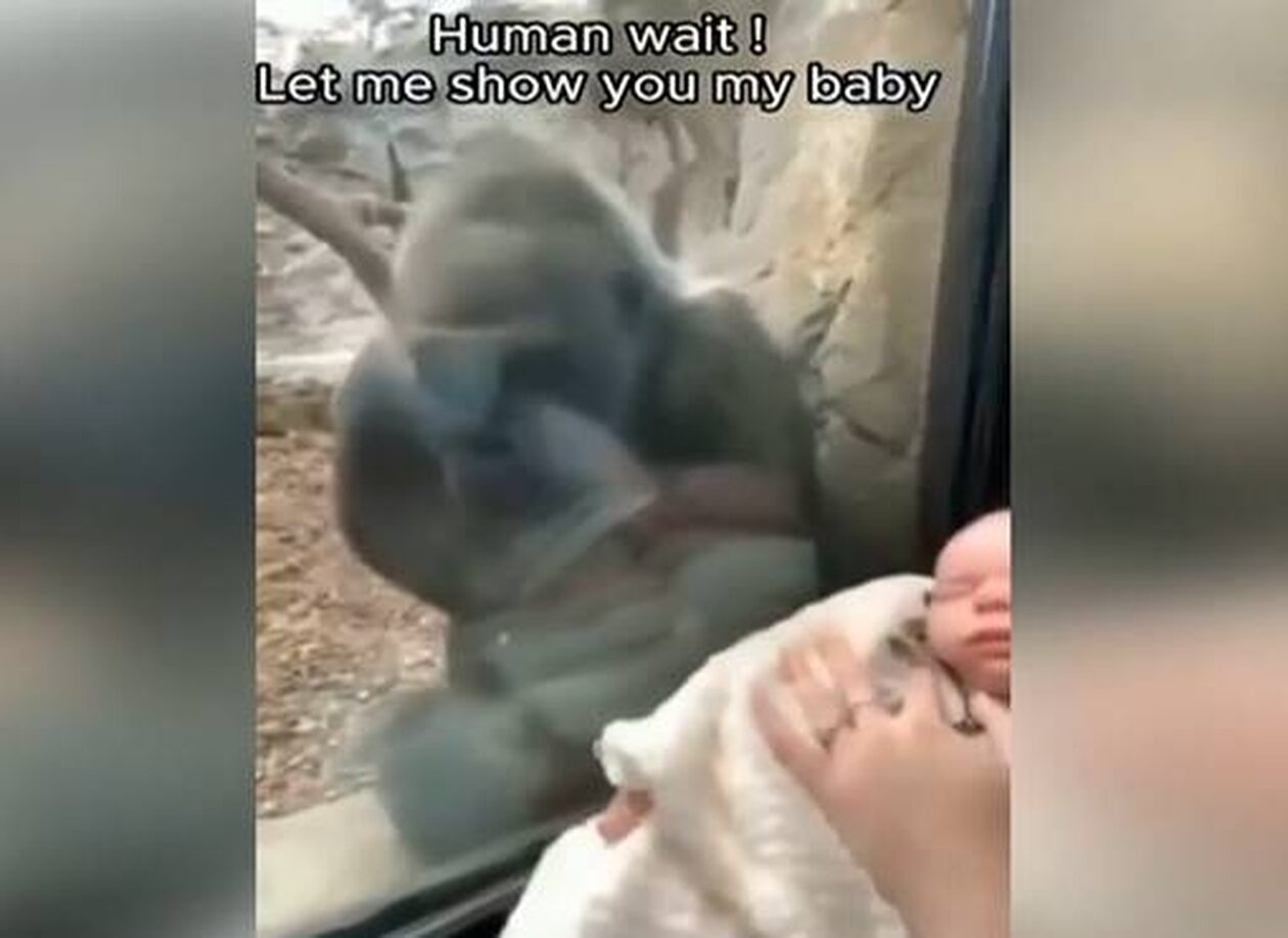 Συγκινητική στιγμή σε ζωολογικό κήπο: Μαμά γορίλας δείχνει το μωρό της σε μαμά με νεογέννητο