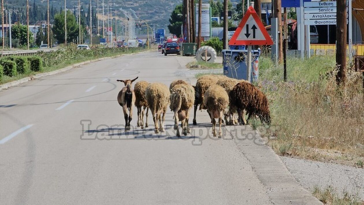 Λαμία: Πρόβατα έκοβαν βόλτες στην εθνική