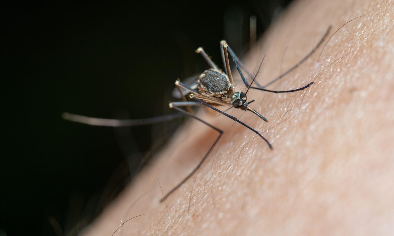 Επέλαση κουνουπιών: Επιστήμονες εξηγούν στο Newsbomb.gr πώς εντοπίζουν τη διασπορά τους