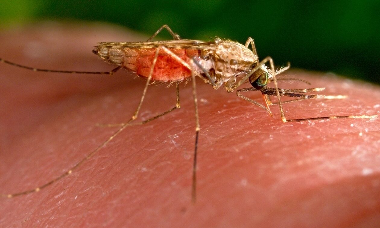 Κουνούπια: Πώς ακριβώς μας… πίνουν το αίμα και τι συμβαίνει στον οργανισμό μας – Βίντεο