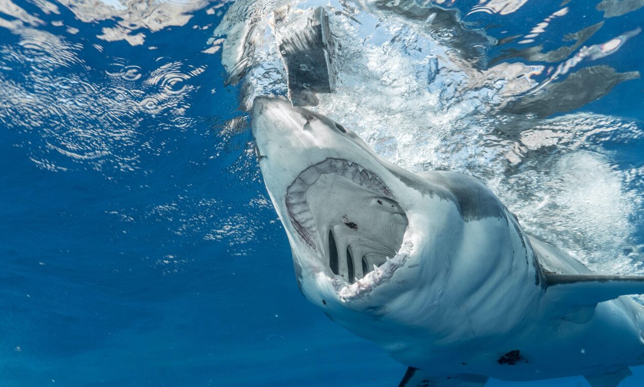 Οι καρχαρίες των ελληνικών θαλασσών και οι θανατηφόρες επιθέσεις σε λουόμενους