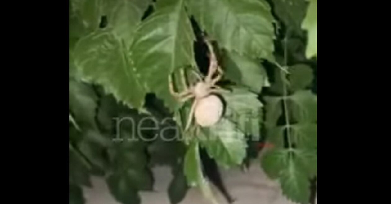 Αράχνη «γίγας» προκαλεί τρόμο σε χωριό της Κρήτης! (vid)