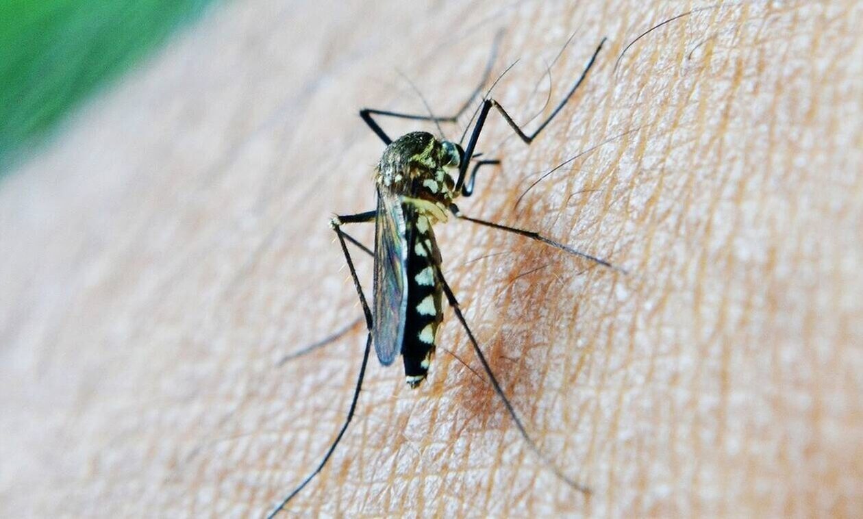 Κουνούπια: Αυξάνεται ο κίνδυνος των ασθενειών που μεταδίδονται από τα τσιμπήματα
