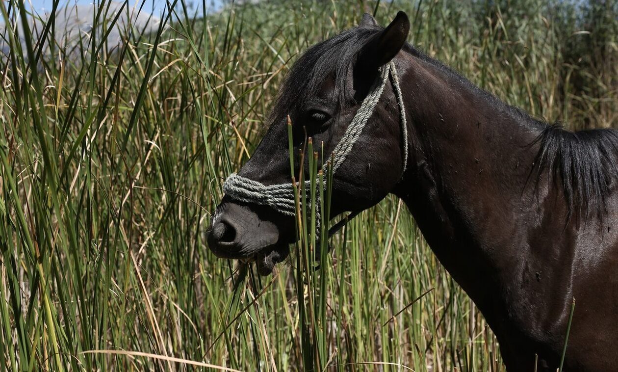 Πολύγυρος: Δικογραφία σε βάρος ιδιοκτήτης αλόγου που το άφηνε δεμένο στον ήλιο