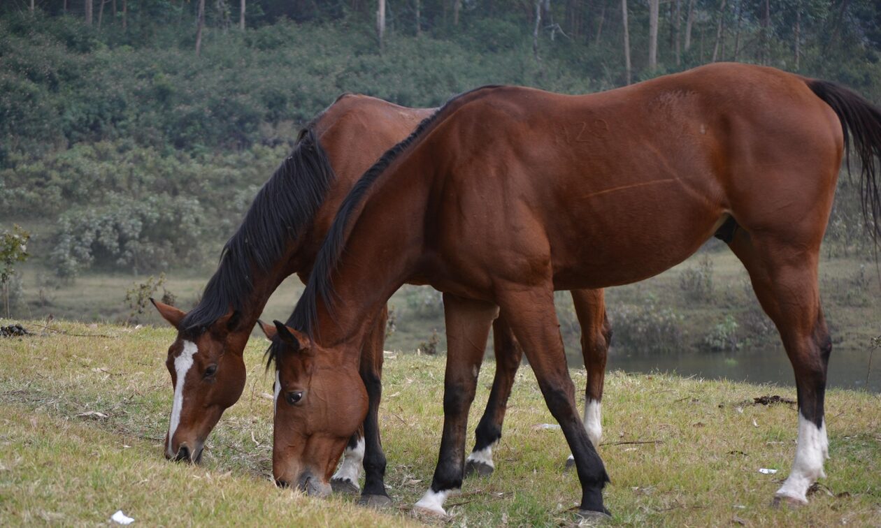 Χαλκιδική: 63χρονος είχε δέσει άλογο και το είχε αφήσει να καίγεται στον ήλιο