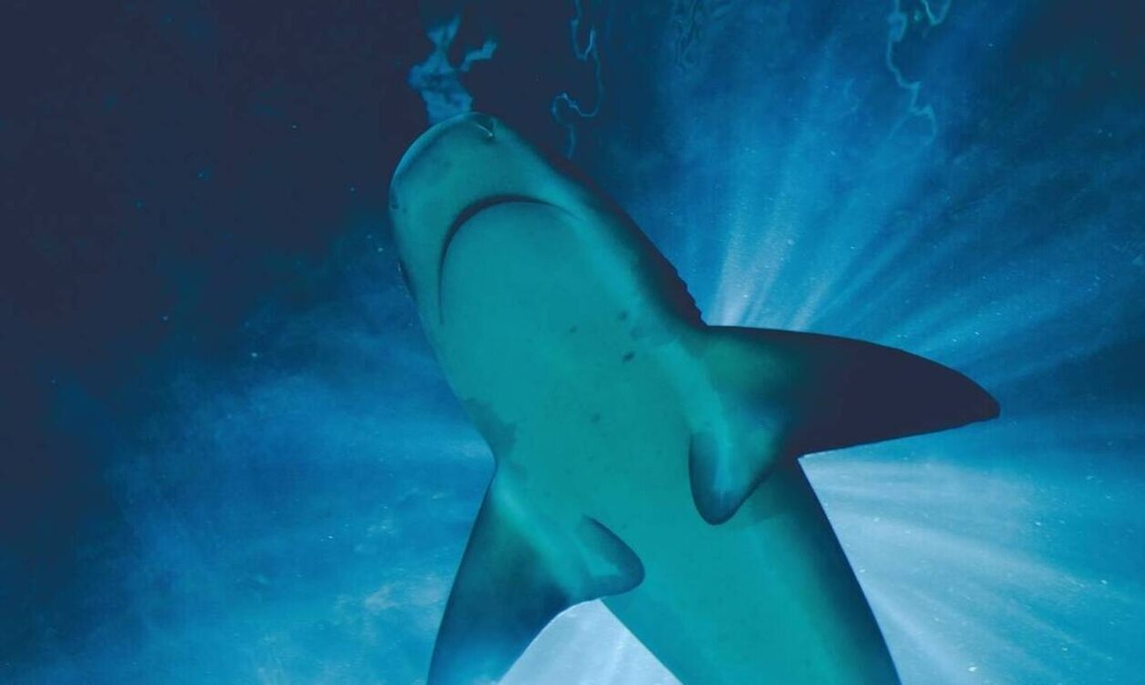 ΗΠΑ: Στιγμές τρόμου για κωπηλάτη - Ήρθε αντιμέτωπος με καρχαρία