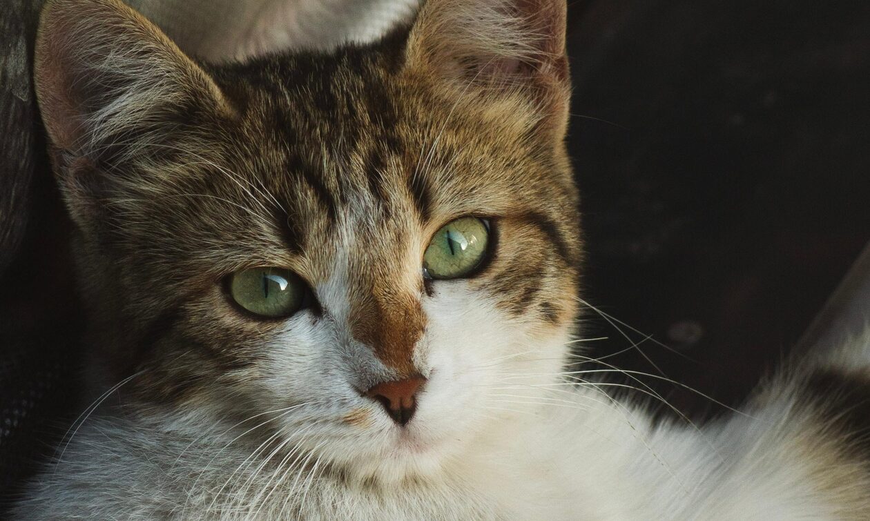 Ρόδος: Άνδρας εγκατέλειψε τέσσερα γατάκια και του επιβλήθηκε πρόστιμο 120.000 ευρώ
