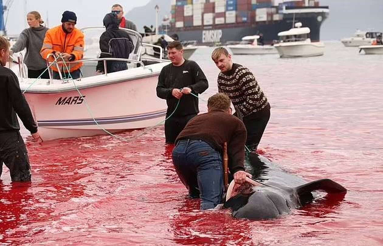 Κτηνωδία στα Νησιά Φερόε: Έσφαξαν φάλαινες μπροστά σε επιβάτες κρουαζιέρας