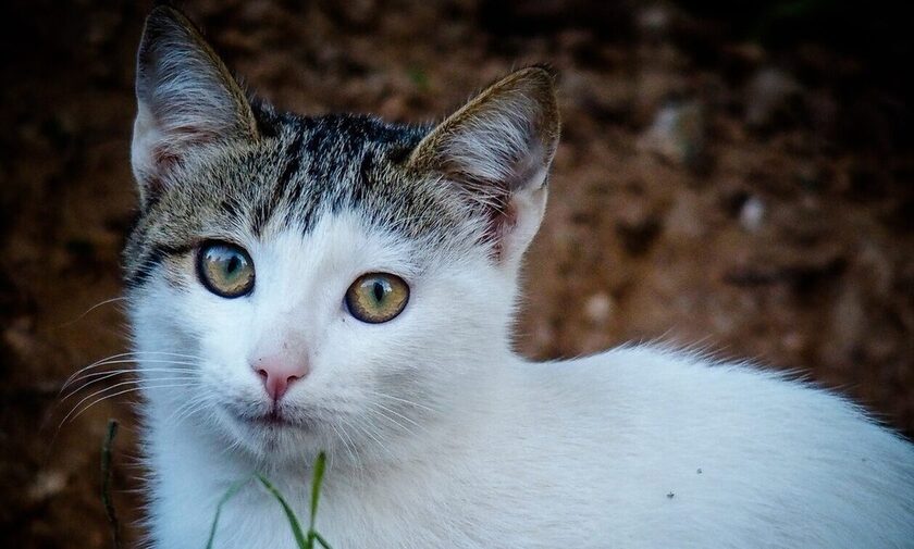 Κτηνωδία στην Κρήτη: Εστιάτορας κλώτσησε έγκυο γάτα μπροστά στους πελάτες - Πέθαναν τα μωρά της