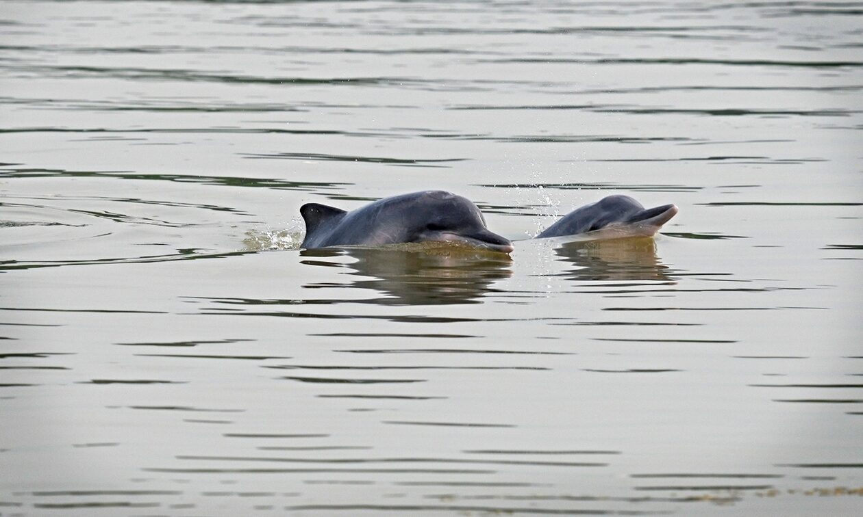 Ιαπωνία: Δελφίνια επιτέθηκαν σε λουόμενους – Τέσσερις τραυματίες