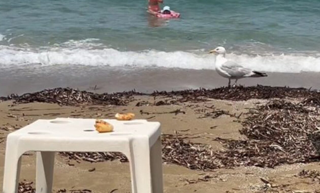 Κρήτη: «Ελαφροχέρης»… γλάρος κλέβει κρουασάν σε παραλία