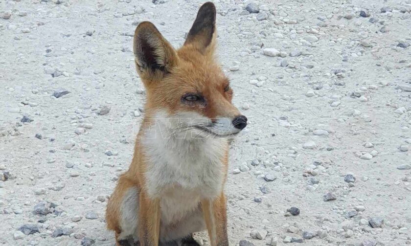 Πάρνηθα: H μασκότ αλεπού της περιοχής που «κόβει» βόλτες και ποζάρει στον φωτογραφικό φακό