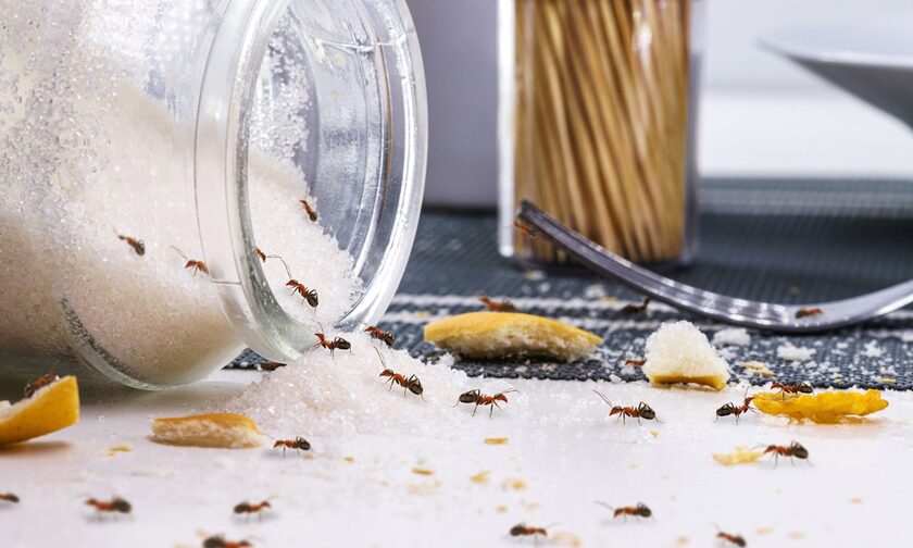 Πώς να διώξετε τα μυρμήγκια από τον πάγκο της κουζίνας