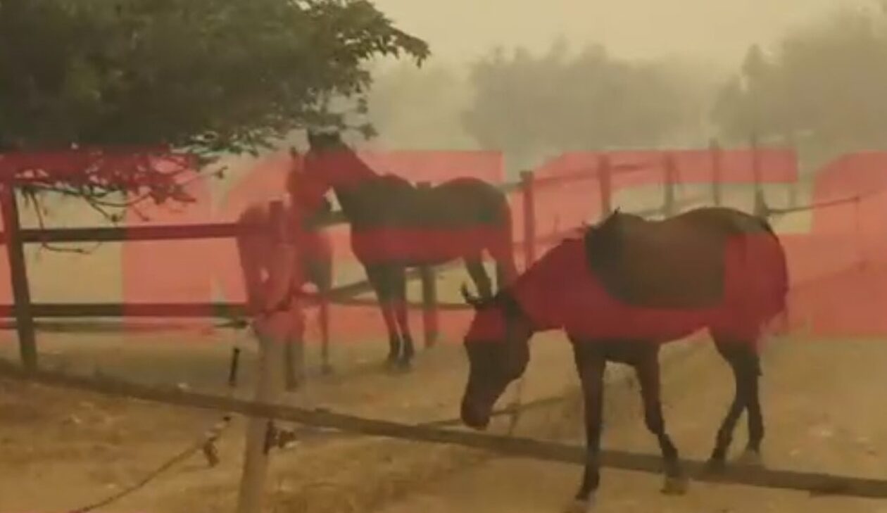 Εκκενώνεται ο ιππικός όμιλος στην Ανάβυσσο - Συγκλονιστικές εικόνες με τα τρομοκρατημένα άλογα
