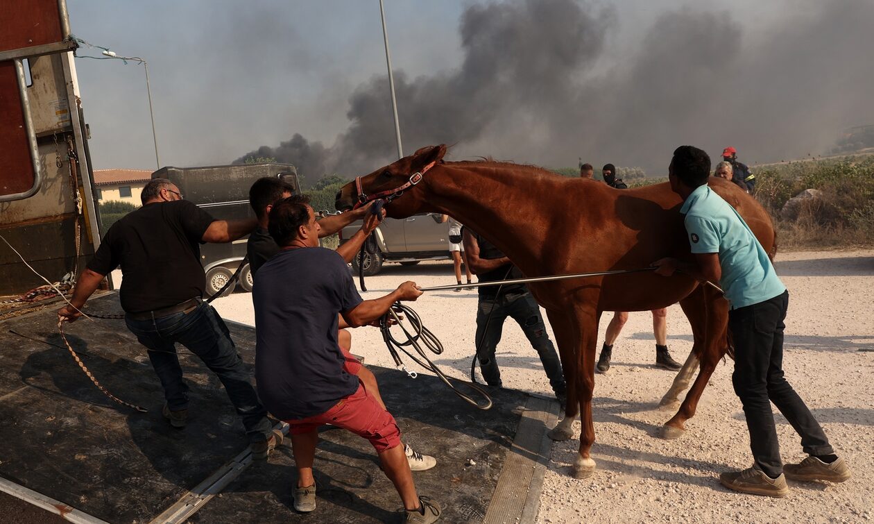 Φωτιά τώρα: Βίντεο του Reuters με τη διάσωση αλόγων στον Κουβαρά κάνει τον γύρο του κόσμου