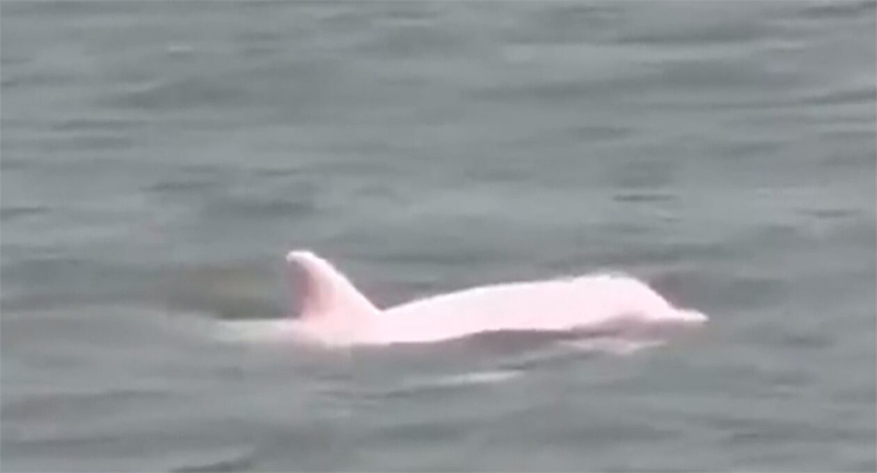 Σπάνιο ροζ δελφίνι εμφανίστηκε στις ακτές των ΗΠΑ: Ήταν άραγε ο Pinky; (vid)