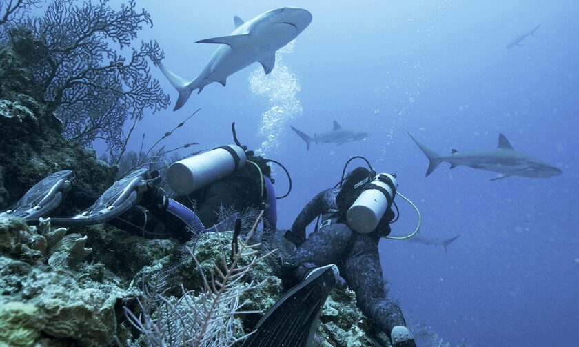 Kαρχαρίες στα ανοιχτά της Φλόριντα ενδέχεται να καταναλώνουν κοκαϊνη
