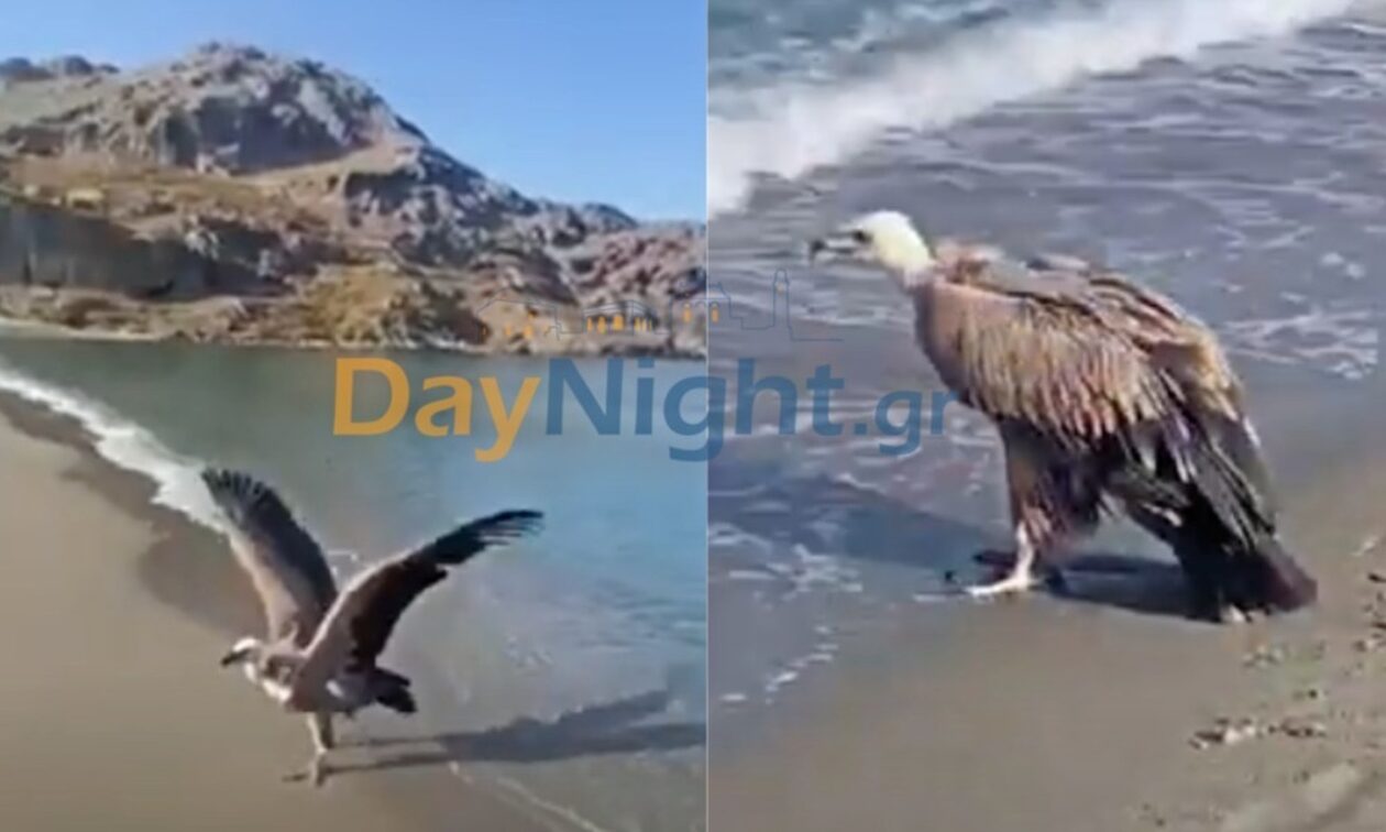 Ρέθυμνο: Εξουθενωμένος γύπας σε παραλία του Πλακιά – Αφού δροσίστηκε, άνοιξε τα φτερά του!