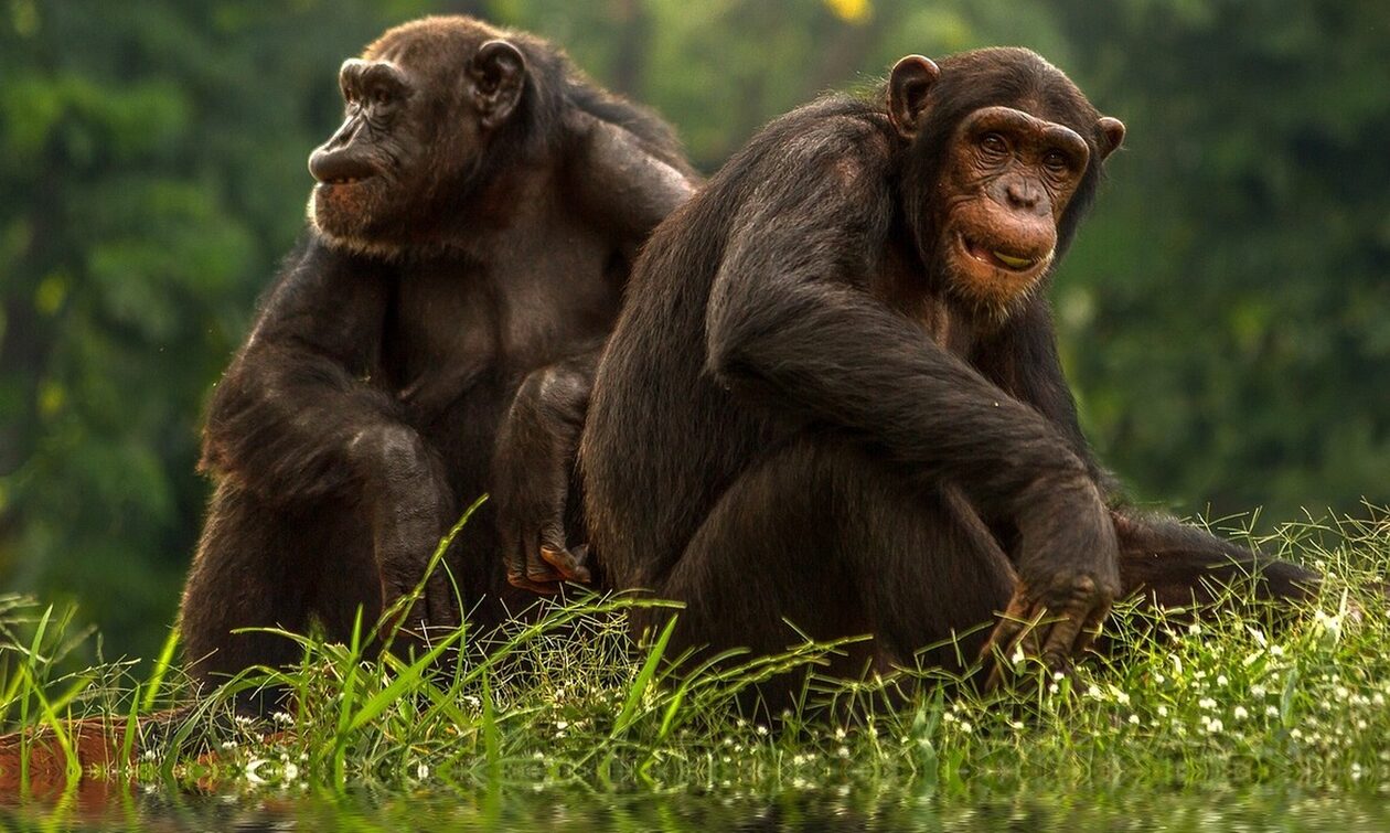 Κολομβία: Νεκροί από αστυνομικά πυρά δύο χιμπαντζήδες που δραπέτευσαν από ζωολογικό κήπο