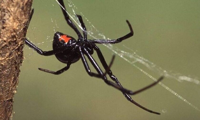 Τρίκαλα: Έκτακτη ενημέρωση από την Περιφέρεια για την αράχνη «μαύρη χήρα»