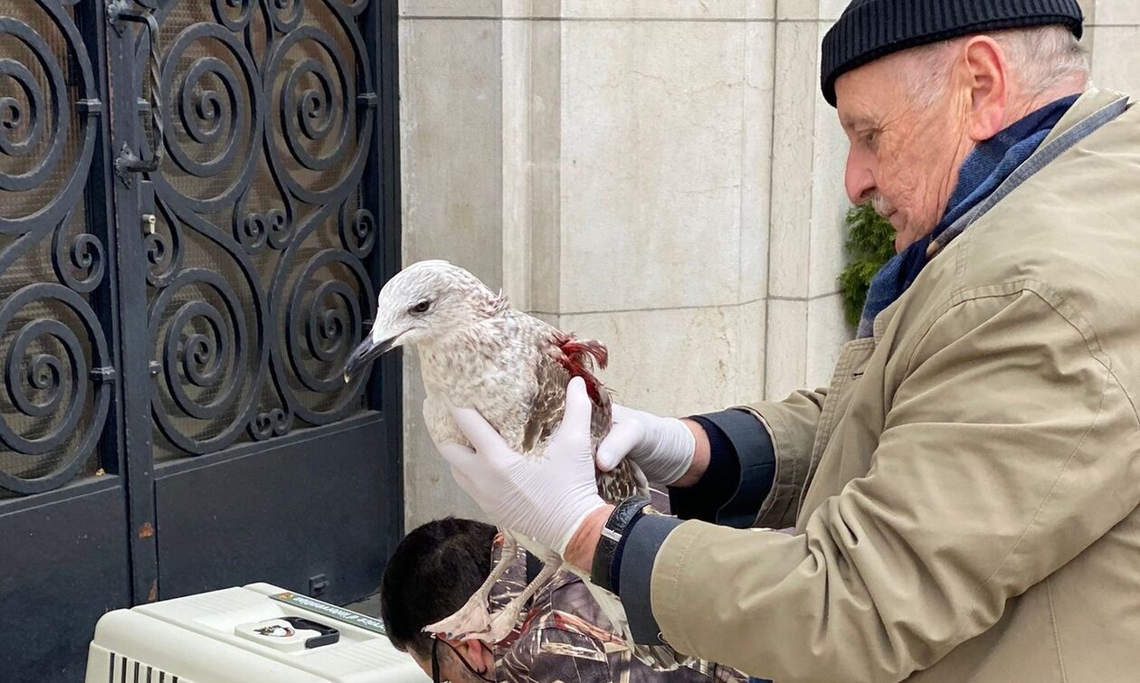 Καύσωνας στην Ελβετία: Αφυδατωμένα πουλιά πέφτουν από τις φωλιές τους
