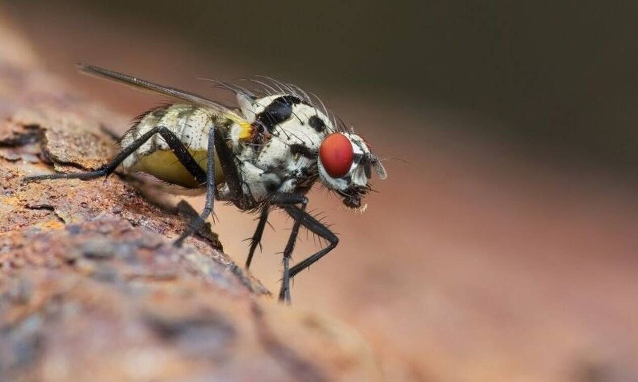 Επιστήμονες δημιούργησαν μύγες που αναπαράγονται με... παρθενογένεση