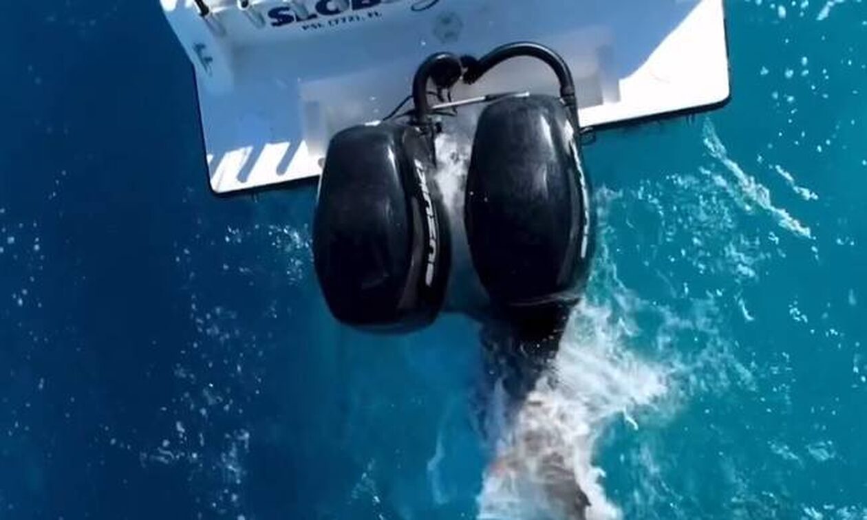 ΗΠΑ: Καρχαρίας επιτίθεται με… μανία σε αλιευτικό σκάφος – Βίντεο