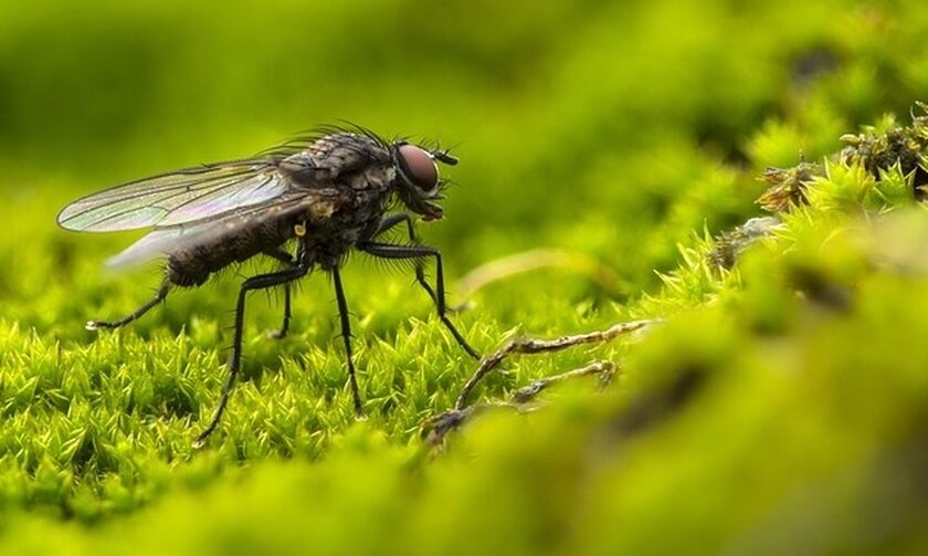 Επιστήμονες δημιούργησαν για πρώτη φορά μύγες που αναπαράγονται με... παρθενογένεση